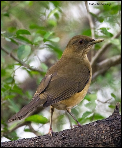 _7SB1388 clay colored robin.jpg - birds, photos, avian, nature, photography, fotos, images